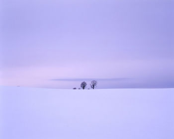 Lone tree on frozen landscape against clear sky