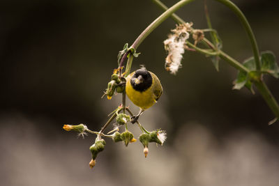 Close-up of bird on plant