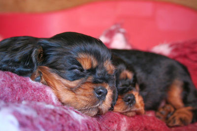 Close-up of puppy sleeping