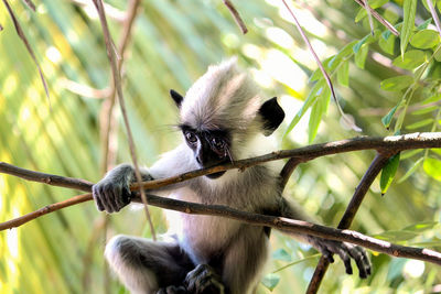 Low angle view of monkey on tree