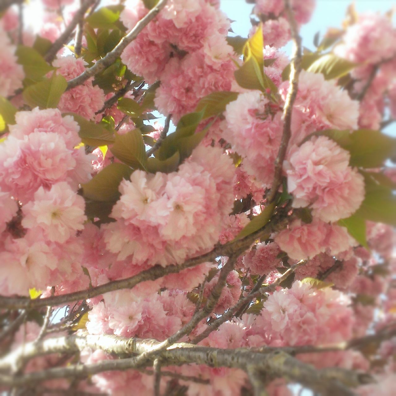 Pink flower