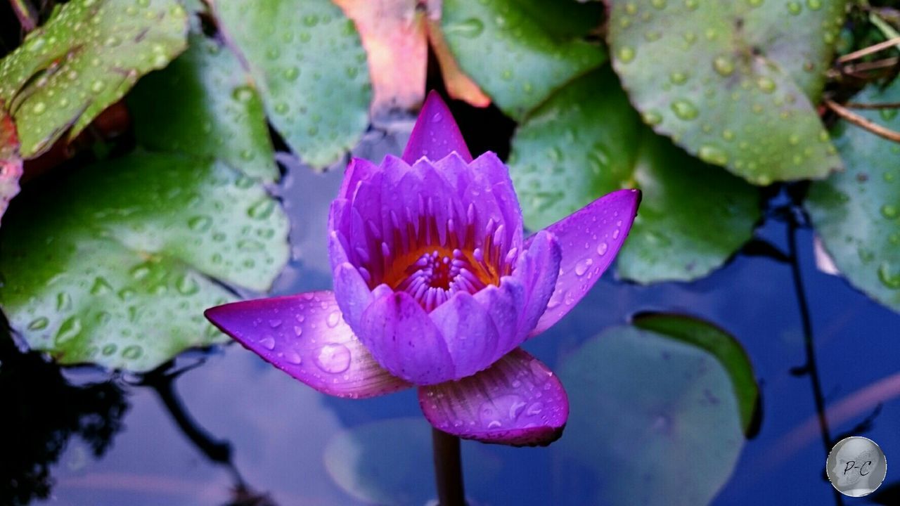 flower, water lily, water, freshness, petal, pond, leaf, fragility, growth, lotus water lily, flower head, beauty in nature, floating on water, plant, nature, close-up, purple, green color, single flower, pink color