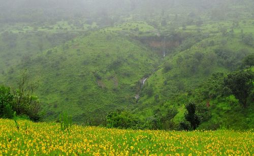 Scenic view of agricultural field