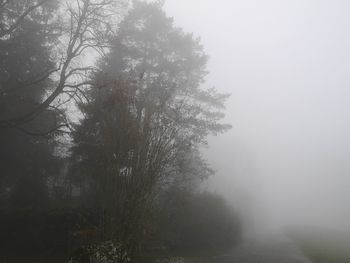 Trees in foggy weather