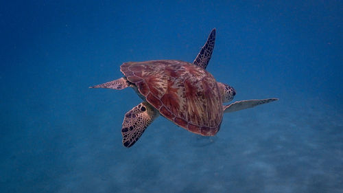 Fish swimming in sea