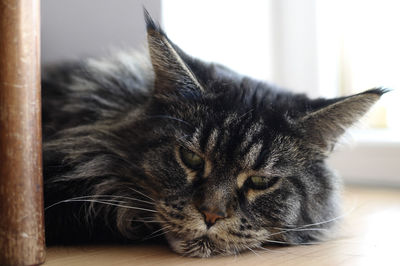 Close-up portrait of cat lying on floor