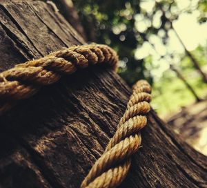 Close-up of rope on tree