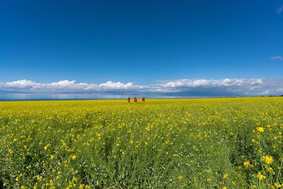 Yellow flowers growing on field against sky