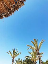 Low angle view of palm tree against clear blue sky