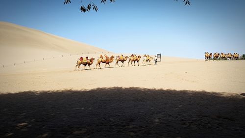 Camel caravan on sand dune in the desert