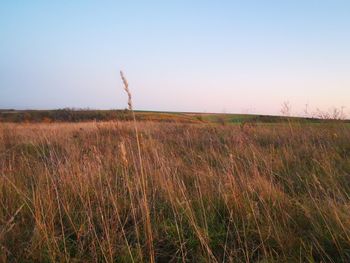 Scenic view of field against clear sky