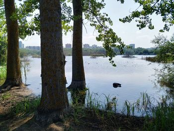 Scenic view of lake with trees in background