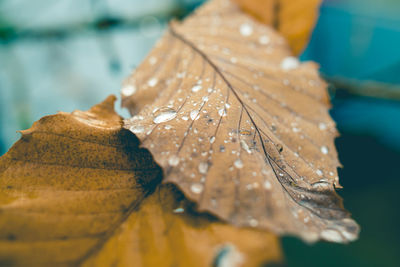 Close-up of dry leaf on water