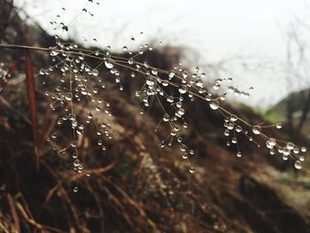 Close-up of water drops on leaf