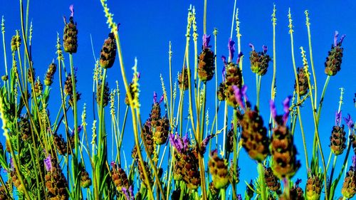 Close-up of purple flowering plants on field against blue sky