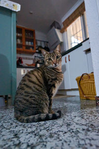 Cat sitting in a home