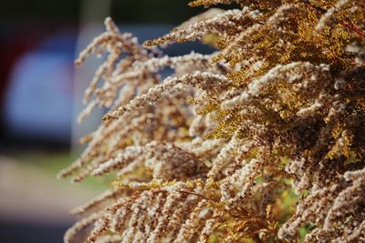 Close-up of plant