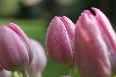 Close-up of wet pink tulip