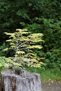 Close-up of plant growing in forest