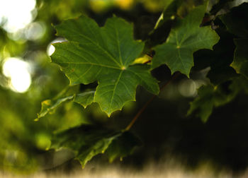 Close-up of green leaves on plant