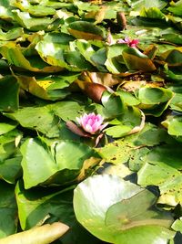 Close-up of lotus water lily in pond