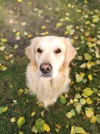 High angle portrait of dog in park