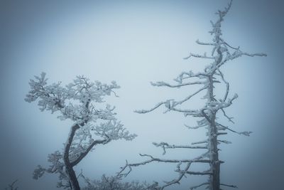 Low angle view of frozen tree against sky