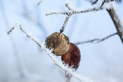 Close-up of snow on plant