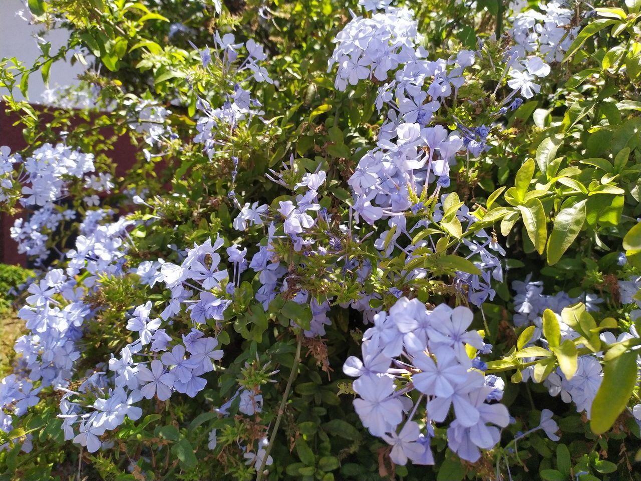 CLOSE-UP OF PURPLE FLOWERING PLANTS