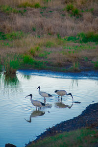 Birds swimming in lake