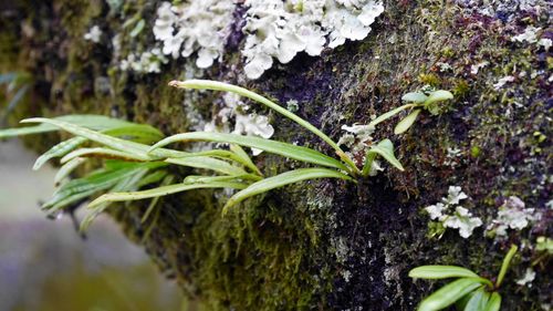 Close-up of fresh green plant