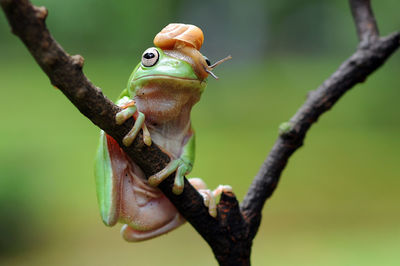 Close-up of lizard on branch