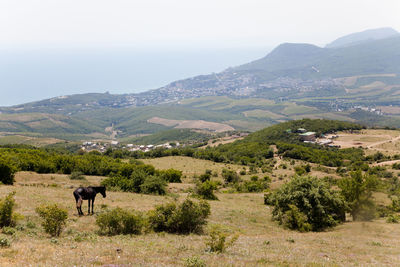 View of the mountains with grazing horse