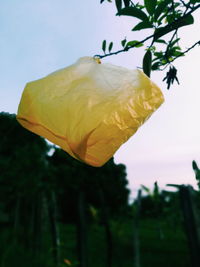 Close-up of yellow flowering plant against sky