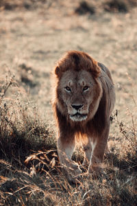 Lion in wild kenya