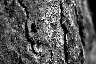 Close-up of tree trunk