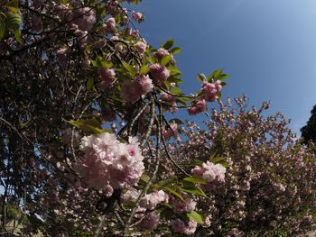 Low angle view of blooming tree against sky