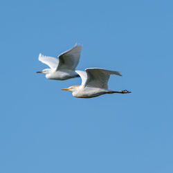 Low angle view of seagull flying in sky