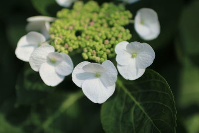 Close-up of white flowers blooming outdoors