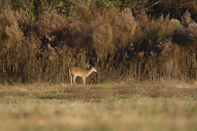 Side view of a deer on field