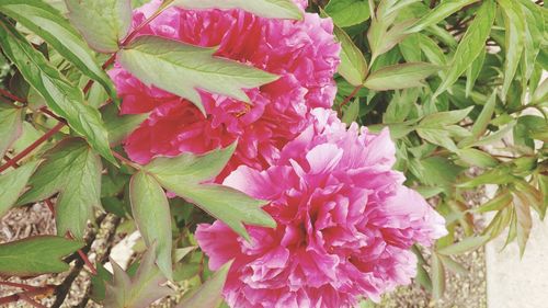 Close-up of pink flower