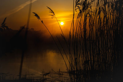 Silhouette of plants at sunset