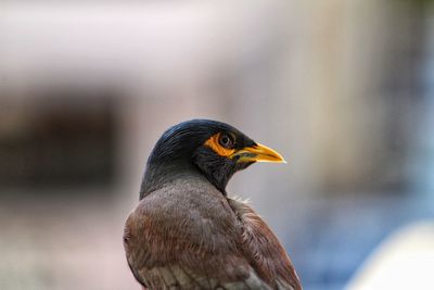 Close-up of a bird looking away