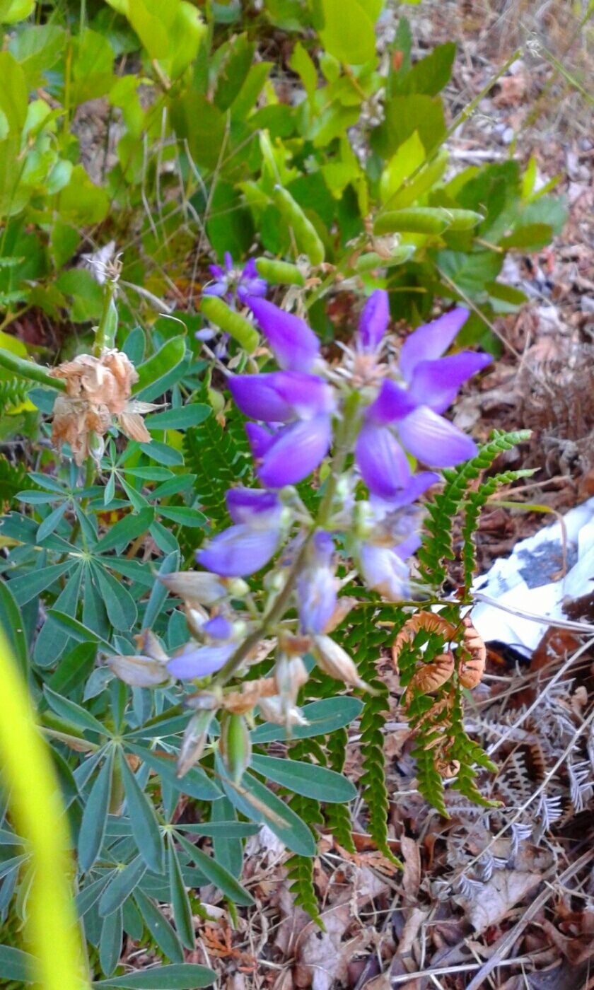 Roadside flowers