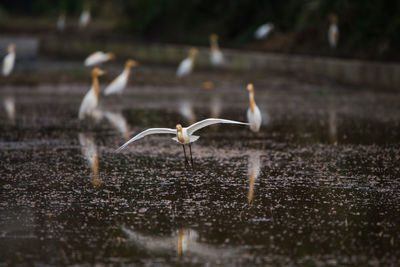 Close-up of birds flying over water