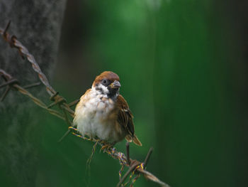 Close-up of bird perching on plant