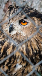 Close up portrait of an owl behind an wired fence at the zoo park in belgrade, serbia