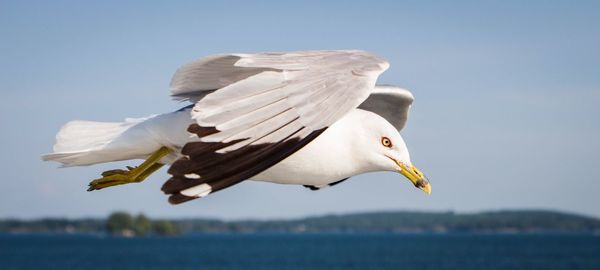 Low angle view of bird flying against clear sky