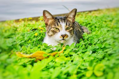 Portrait of cat on field