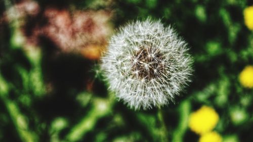 Close-up of dandelion